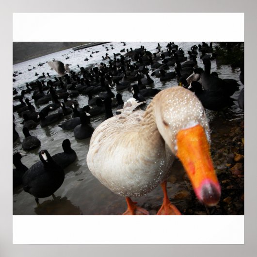 ganzen en kots poster (Voorkant)