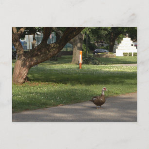 Ganzen Foto Ansichtkaart Briefkaart