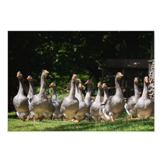 Ganzen in de Dordogne-fotoprint Foto Afdruk (Voorkant)