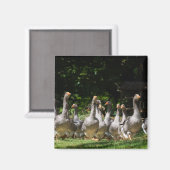 Ganzen in de Dordogne magneet (Voorkant / Achterkant)