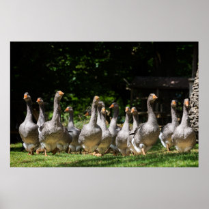 Ganzen in de Dordogne posterprint Poster