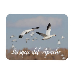 ganzen in de skies van Bosque del Apache Magneet