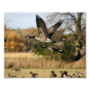Ganzen in de Vlucht van de Herfst Foto Afdruk