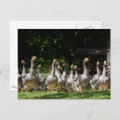 ganzen in het briefkaart Dordogne (Voorkant / Achterkant)