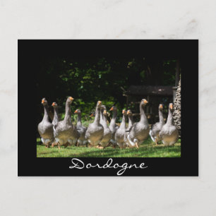 Ganzen in het briefkaart met zwarte Dordogne-tekst