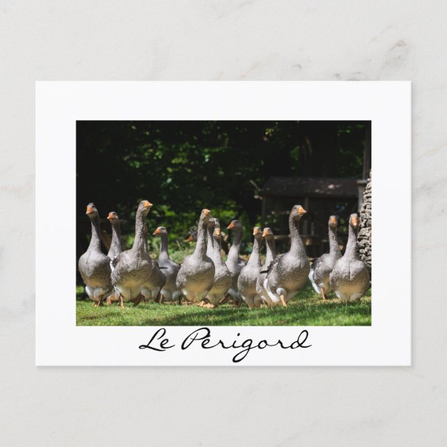 ganzen in het witte-tekstbriefkaart Périgord Briefkaart (Voorkant)