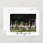 ganzen in het witte-tekstbriefkaart Périgord Briefkaart (Voorkant / Achterkant)