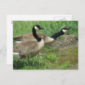 ganzen in puddle briefkaart (Voorkant / Achterkant)