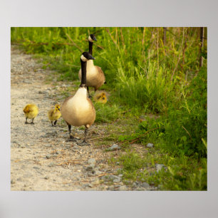 Ganzen met Goslings Poster