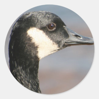 ganzenclose-up ronde sticker