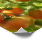 Garden Cherry Tomates Natuur Pattern Poster (Hoek)