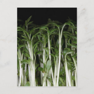Garden Cress Lepidium sativum Briefkaart