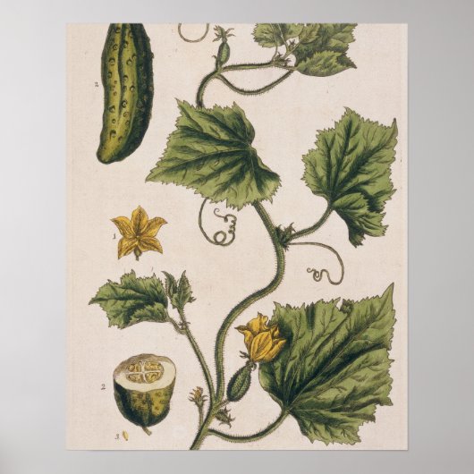 Garden Cucumber, bord 4 uit "A Curious Herbal", Poster (Voorkant)