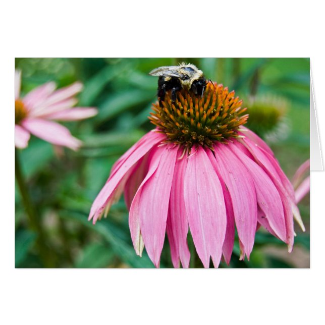 Garden Delight (Voorkant Horizontaal)