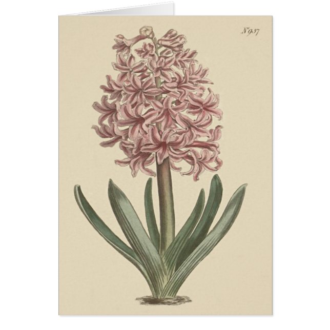 Garden Hyacinth Botanical (Devant)