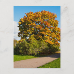 Garden Maple, Briefkaart Sint-Petersburg Rusland