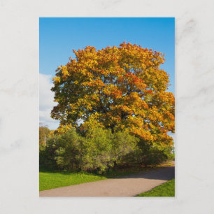 Garden Maple, Briefkaart Sint-Petersburg Rusland