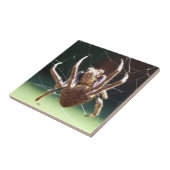 Garden Orb Weaver Spider Tile Tegeltje (Zijkant)