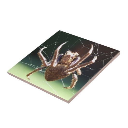Garden Orb Weaver Spider Tile Tegeltje (Zijkant)