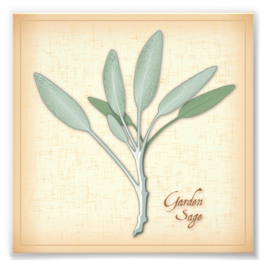 Garden Sage Herb Foto Foto Afdruk (Voorkant)