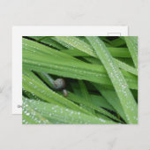 Garden Snail Briefkaart (Voorkant / Achterkant)