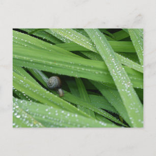 Garden Snail Briefkaart