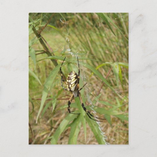 Garden Spider Briefkaart (Voorkant)