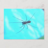 Garden Spider Male Underside