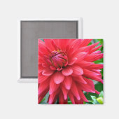 Garden Star Dahlia Magnet (Recto/Verso)