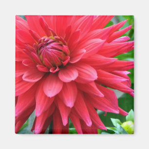 Garden Star Dahlia Magnet Magneet
