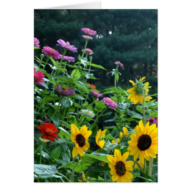 Garden View- sunflower, daisies, cosmos (Devant)