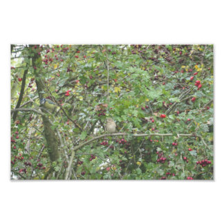 Garden Warbler and Blue Tit Foto Afdruk