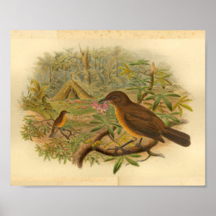 Gardener Bower Bird Brown Yellow  Print