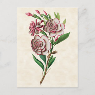 Gardenia  Botanisch Briefkaart
