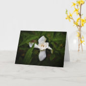 Gardenia, carte (Fleur jaune)
