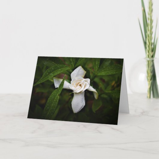 Gardenia, carte (Devant)