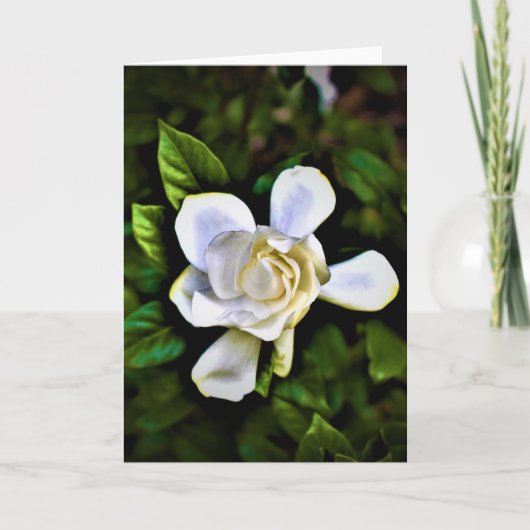 Gardenia, carte (Devant)