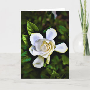 Gardenia, carte