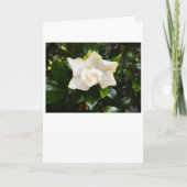Gardenia, carte (Devant)