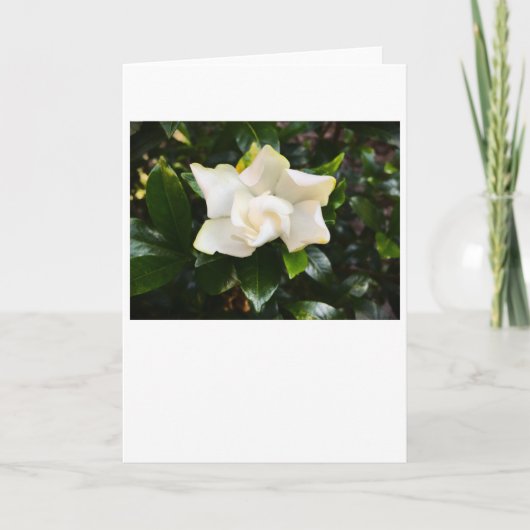 Gardenia, carte (Devant)