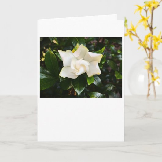 Gardenia, carte (Fleur jaune)
