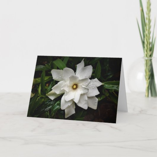 Gardenia, carte (Devant)