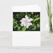 Gardenia, carte (Devant)