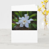 Gardenia, carte (Fleur jaune)