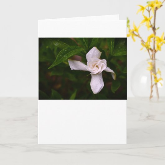 Gardenia, carte (Fleur jaune)