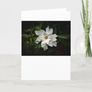 Gardenia, carte