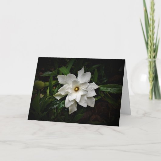 Gardenia, carte (Devant)