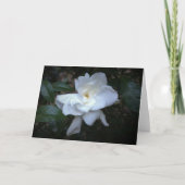 Gardenia, carte (Devant)