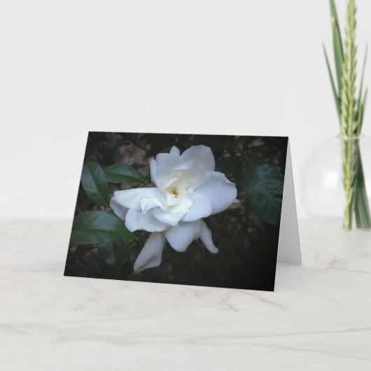 Gardenia, carte (Devant)