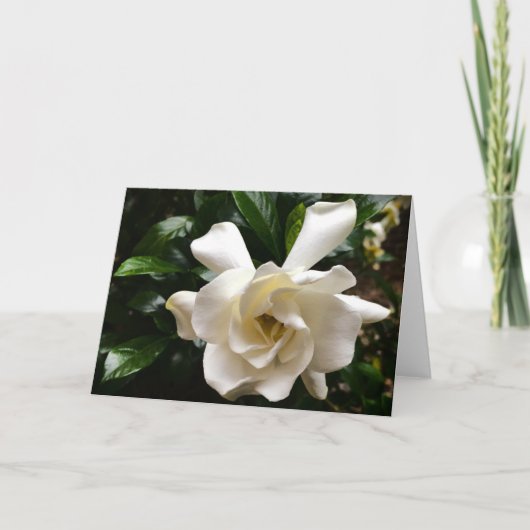 Gardenia, carte (Devant)